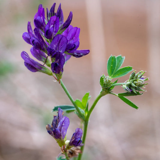 Alfalfa Leaf Extract Powder - Medicago sativa - Herbuno.Com