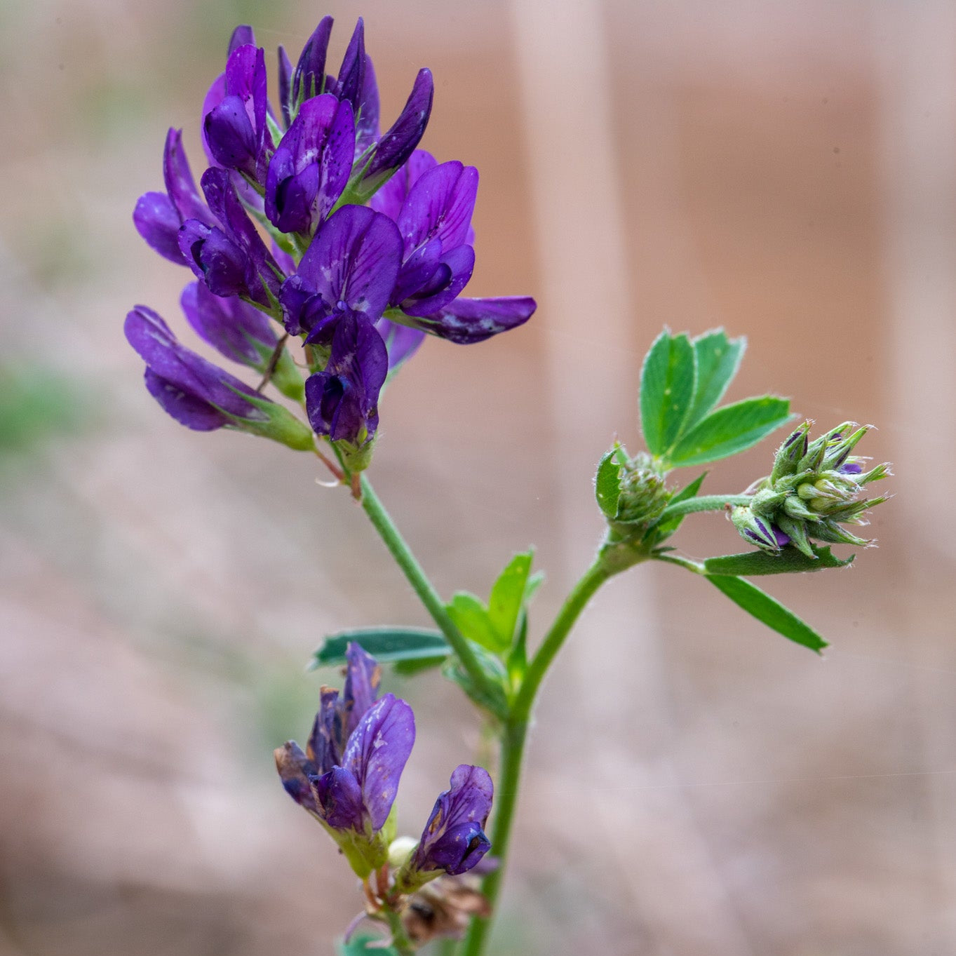 Alfalfa Leaf Extract Powder - Medicago sativa - Herbuno.Com