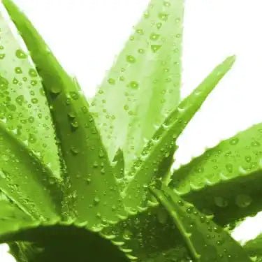 Aloe Vera Extract Powder - Aloe barbadensis - Herbuno.Com