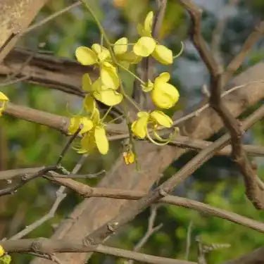 Organic Amaltas / Indian Laburnum (Cassia fistula) Powder - Bulk Supplier India - shop_name