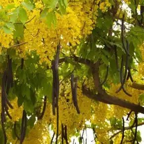 Organic Amaltas / Indian Laburnum (Cassia fistula) Powder - Bulk Supplier India - shop_name