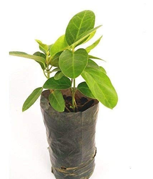 Antamul Leaf Extract Powder - Tylophora Indica - Herbuno.Com