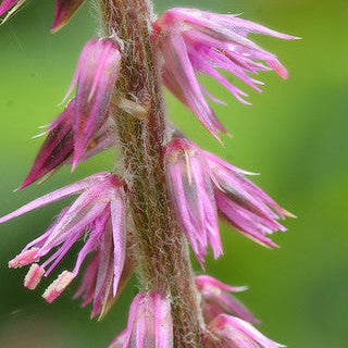 Apamarg Seed Extract Powder - Achyranthes Aspera - Herbuno.Com