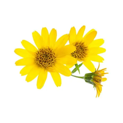 Arnica Flower Extract Powder - Arnica montana - Herbuno.Com