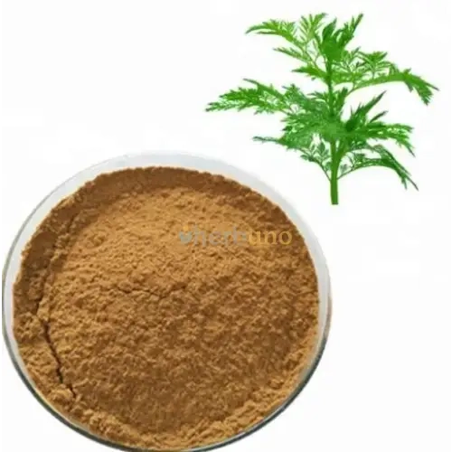 Artemisia Annua (Sweet Wormwood) Extract Powder - Herbuno.Com