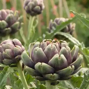 Artichoke Leaf Extract Powder - Cynara scolymus - Bulk Supplier India - shop_name