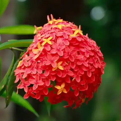 Ashoka Bark Extract Powder - Herbuno.Com