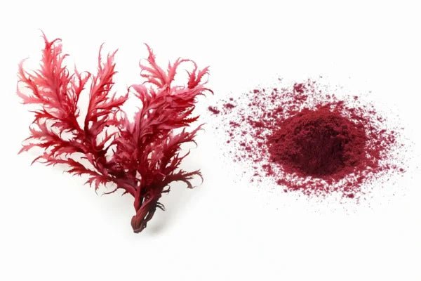 Astaxanthin 10% Extract Powder | Standardized Haematococcus pluvialis - Bulk Supplier India - shop_name