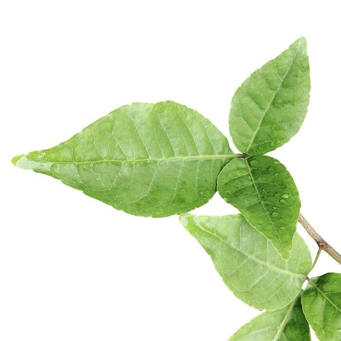 Bael Leaf Liquid Extract (Water Soluble) - Aegle Marmelos - Bulk Supplier India - shop_name