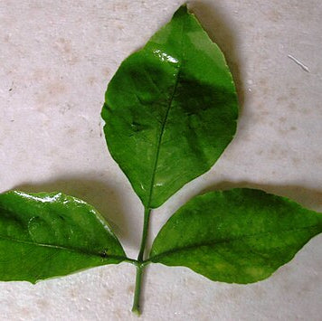 Bael Leaf Extract Powder - Aegle marmelos - Herbuno.Com