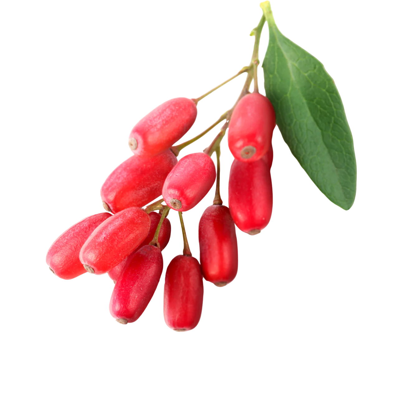 Barberry Extract Powder - Berberis Vulgaris - Herbuno.Com