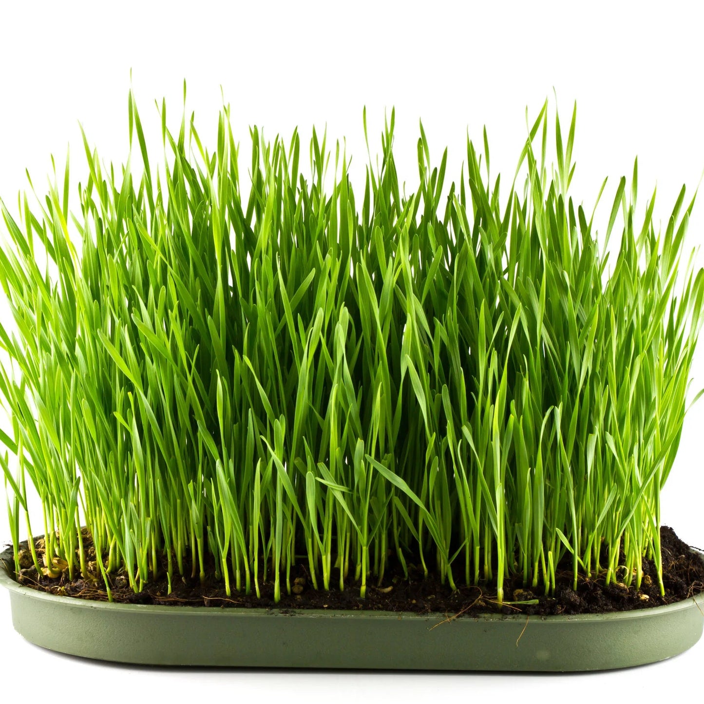 Barley Grass Extract Powder - Hordeum vulgare - Herbuno.Com