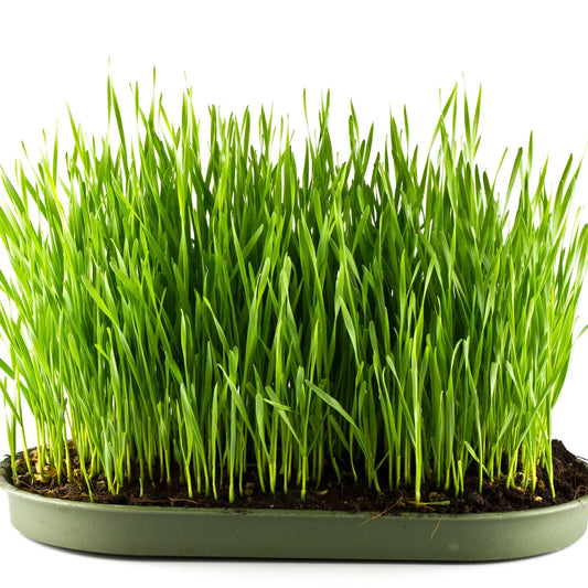 Barley Grass Extract Powder - Hordeum vulgare - Herbuno.Com