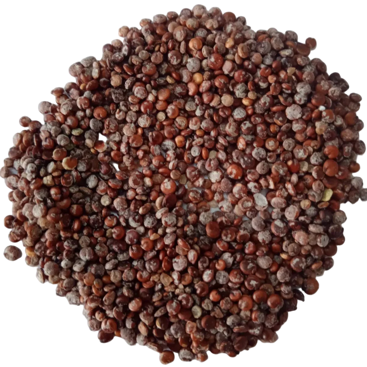 Blaubeerextraktpulver