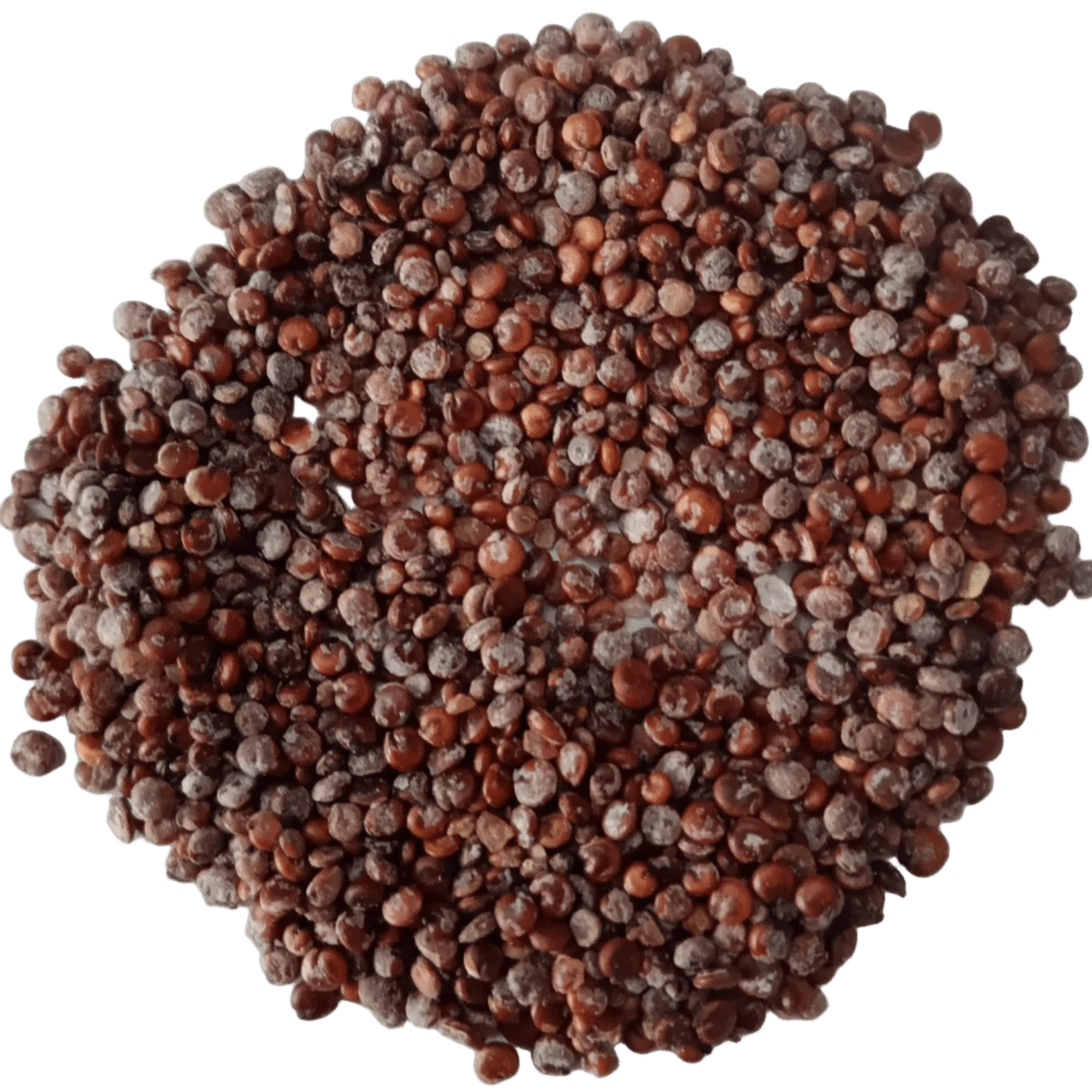 Bathua Seed Liquid Extract (Water Soluble) - Chenopodium album - Bulk Supplier India - shop_name