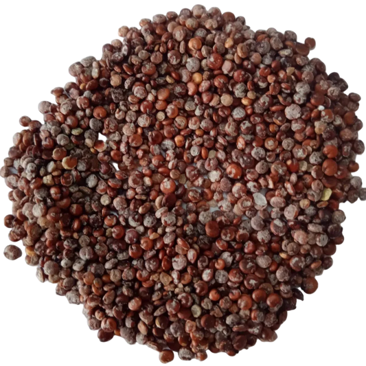 Bathua Seed Extract Powder - Chenopodium album - Herbuno.Com