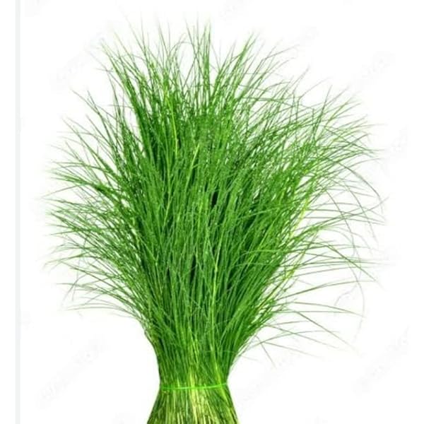 Bermuda Grass Extract Powder - Cynodon dactylon - Herbuno.Com