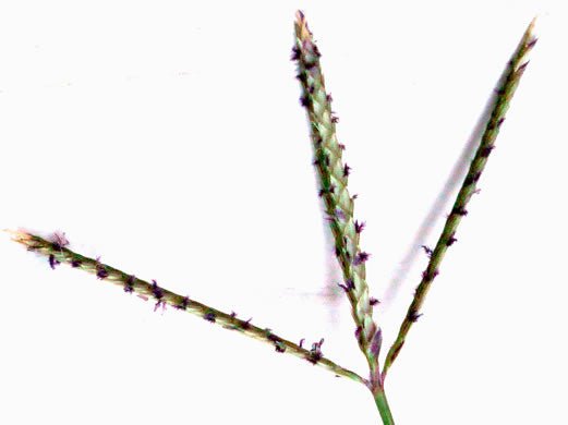 Bermuda Grass Extract Powder - Cynodon dactylon - Bulk Supplier India - shop_name
