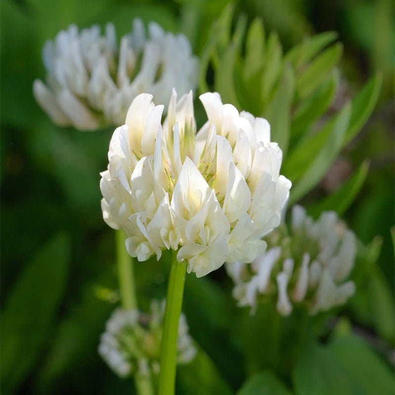 Berseem Clover Extract Powder - Trifolium alexandrinum - Bulk Supplier India - shop_name