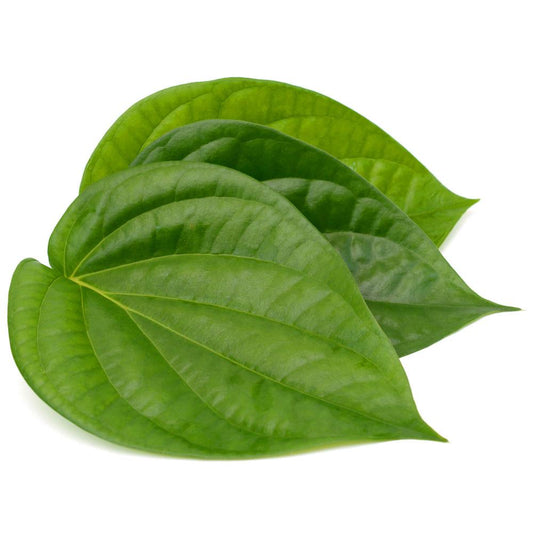 Betel Leaf (Paan) Liquid Extract (Water Soluble) - Piper betle - Bulk Supplier India - shop_name