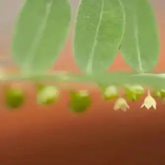 Bhumi Amla (Phyllanthus Niruri) Extract Powder - Herbuno.Com