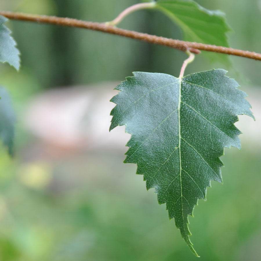 Birch Leaf Liquid Extract (Water Soluble) - Betula alba - Bulk Supplier India - shop_name