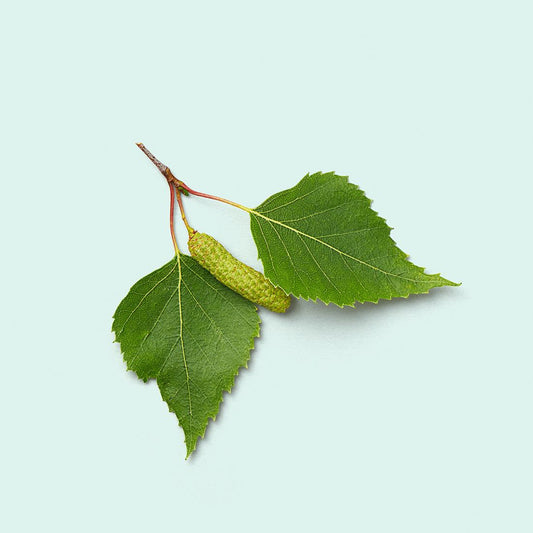 Birch Leaf Extract Powder - Betula alba - Herbuno.Com