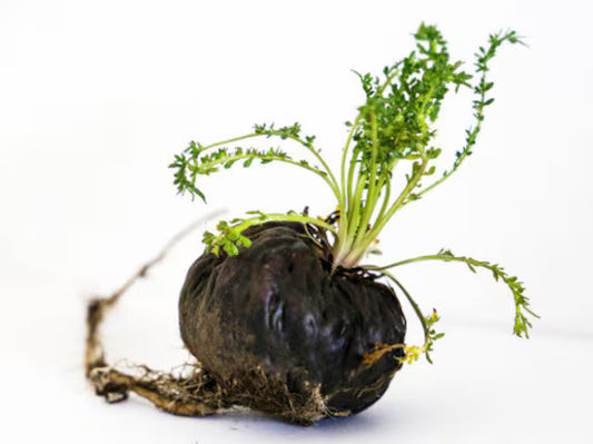 Black Maca Root Extract Powder - Lepidium meyenii - Herbuno.Com