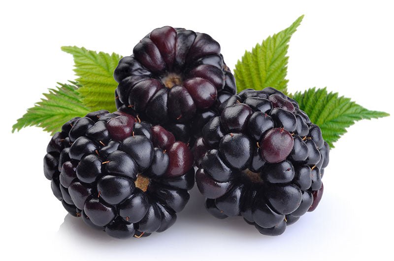 Blackberry Fruit Liquid Extract (Water Soluble) - Rubus fruticosus - Bulk Supplier India - shop_name