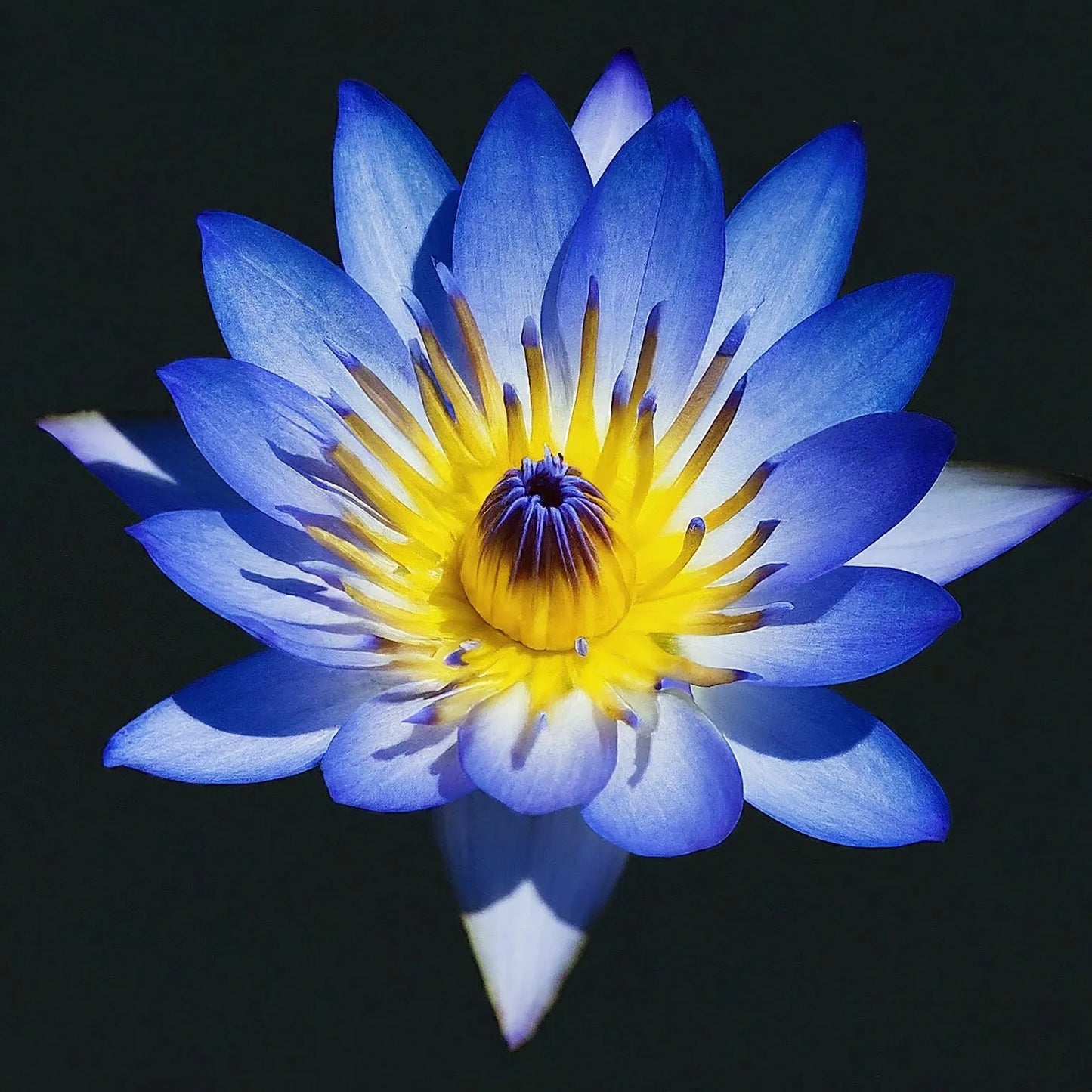 Blue lotus flower with a yellow center on a black background