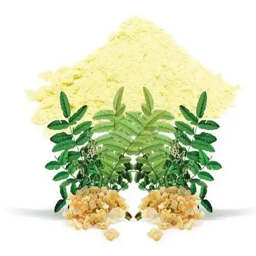 Boswellia serrata (Indian Frankincense) Extract Powder - Herbuno.Com