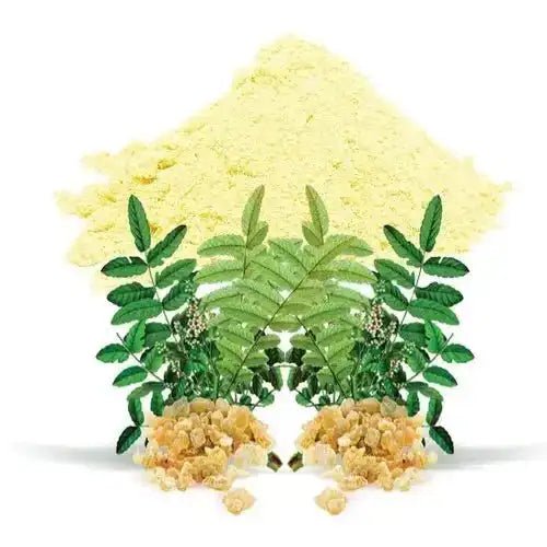 Boswellia serrata (Indian Frankincense) Extract Powder - Bulk Supplier India - shop_name