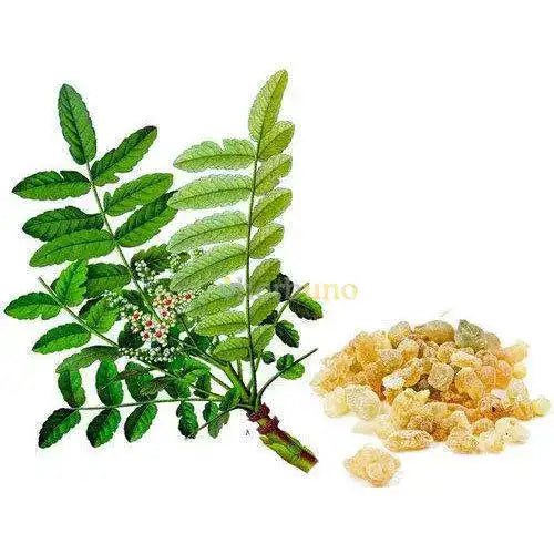 Boswellia serrata (Indian Frankincense) Extract Powder - Herbuno.Com