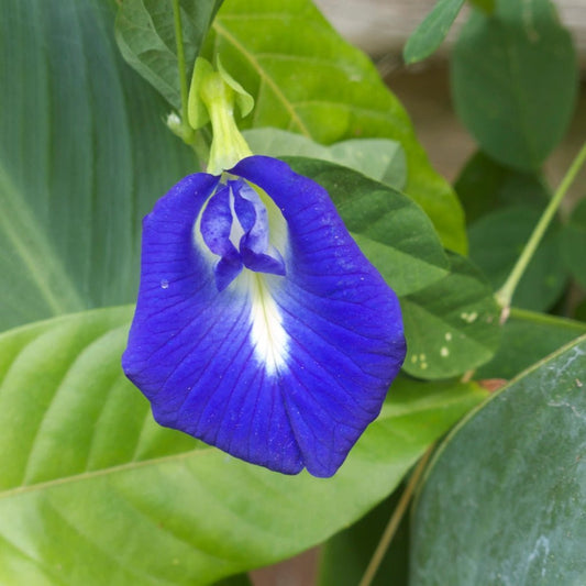 Butterfly Pea Flower Liquid Extract (Water Soluble) - Clitoria Ternatea - Herbuno.Com