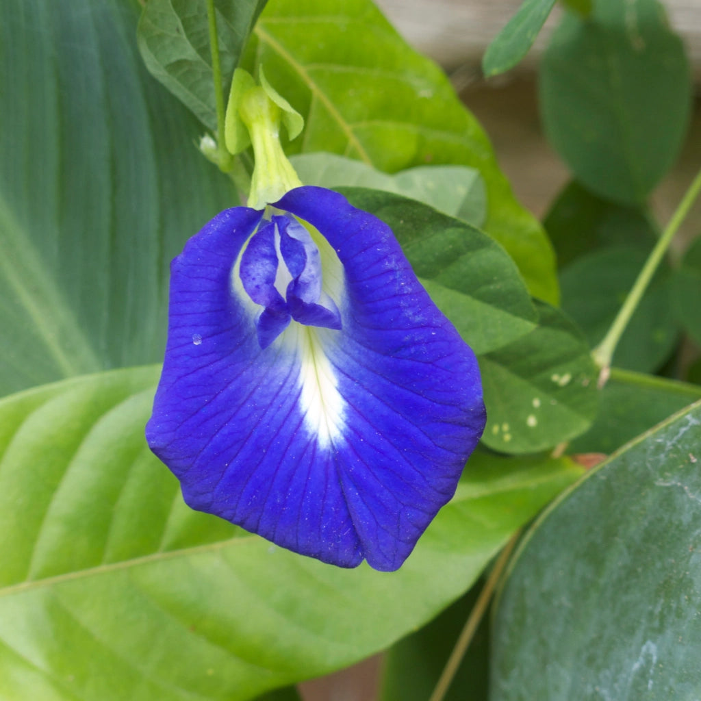 Butterfly Pea Flower Water Soluble Extract - Clitoria Ternatea - Herbuno.Com