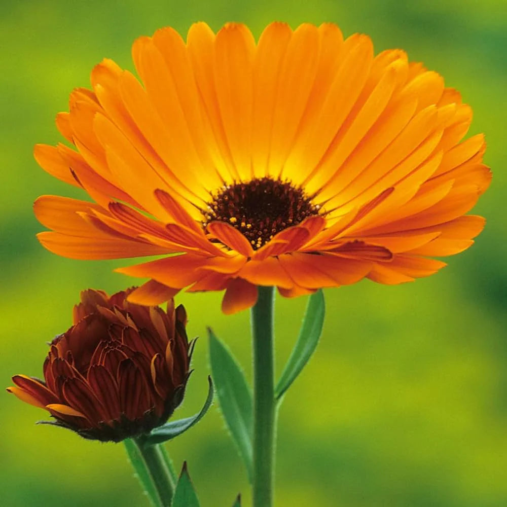Calendula Flower Extract Powder - Calendula officinalis - Herbuno.Com