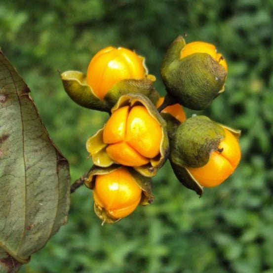 Camel Thorn Extract Powder - Yavasa - Alhagi camelorum - Bulk Supplier India - shop_name