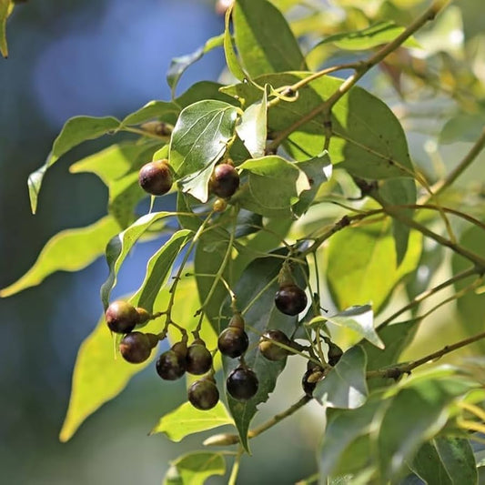 Camphor Extract Powder - Cinnamomum Camphora - Herbuno.Com