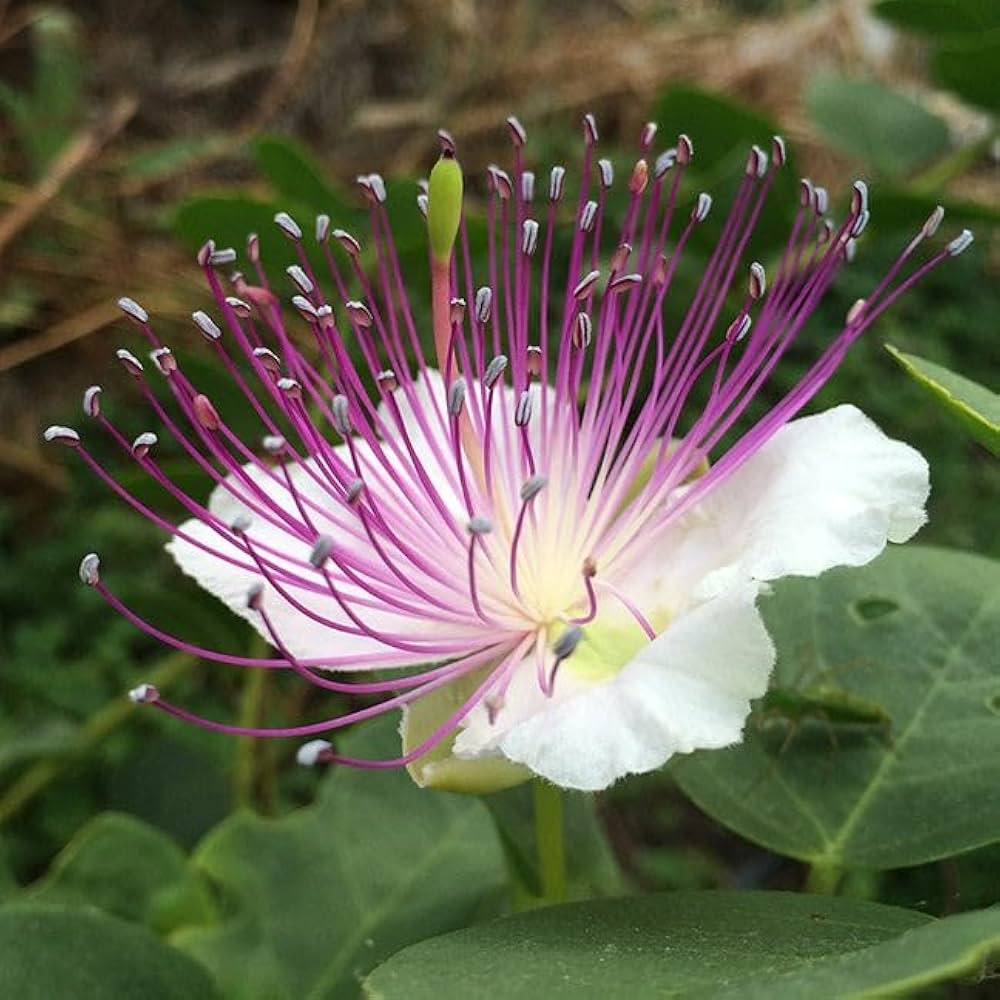 Caper Bush Liquid Extract (Water Soluble) - Capparis spinosa - Bulk Supplier India - shop_name
