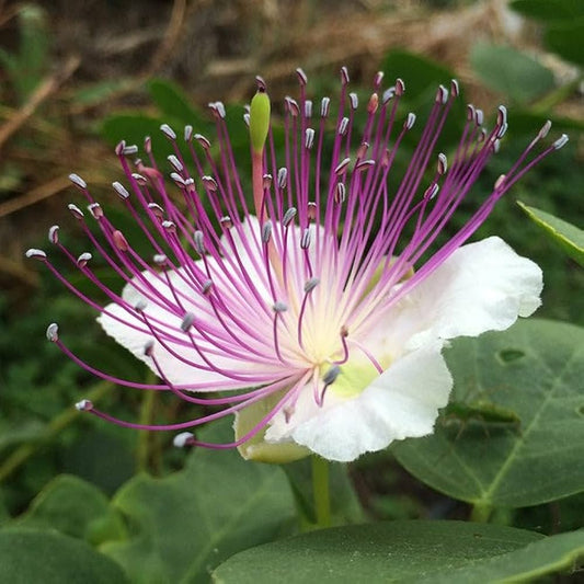 Caper Bush Extract Powder - Capparis spinosa - Herbuno.Com