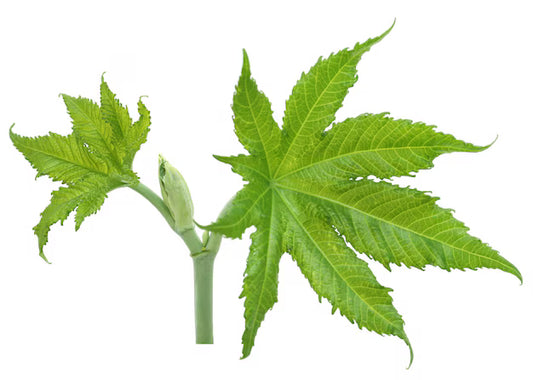 Castor Leaf Extract Powder - Ricinus Communis Linn - Herbuno.Com
