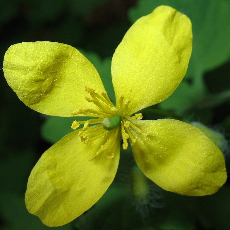 Celandine Extract Powder - Chelidonium majus - Herbuno.Com