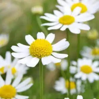 Chamomile Flower Extract Powder - Herbuno.Com