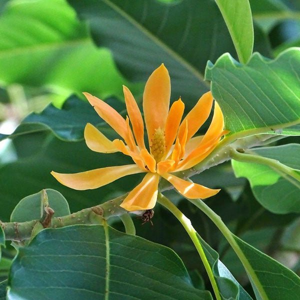 Champaca Flower Extract Powder - Magnolia champaca - Herbuno.Com