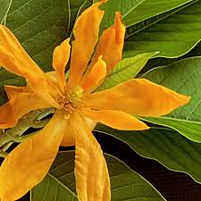 Champaca Flower Extract Powder - Magnolia champaca - Herbuno.Com