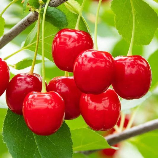 Cherry Fruit Extract Powder - Prunus avium - Herbuno.Com