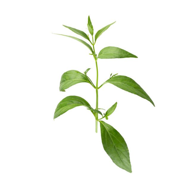 Chiraita Liquid Extract (Water Soluble) - Swertia Chirata - Bulk Supplier India - shop_name