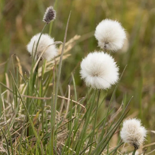 Citronella Flower Extract Powder - Cymbopogon nardus - Herbuno.Com