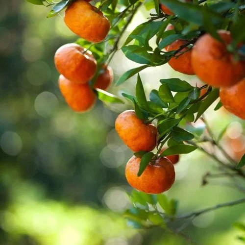 Citrus Bioflavonoid 40% Powder - Herbuno.Com