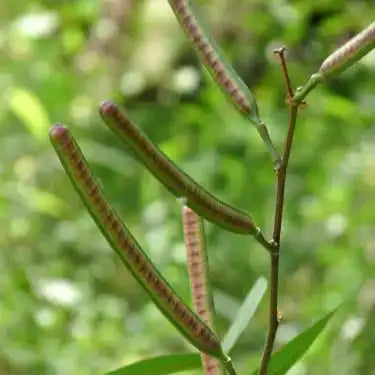 Coffee Senna Extract Powder - Senna occidentalis - Herbuno.Com